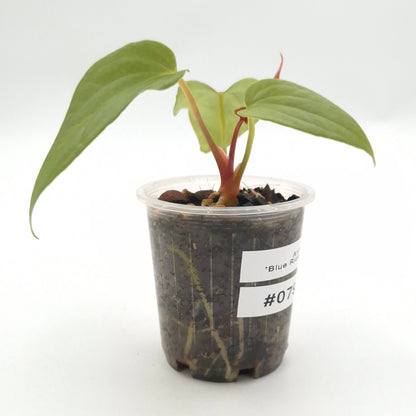 Anthurium 'Blue Rider' x luxurians #0796