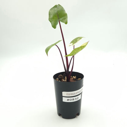 Alocasia macrorrhiza (black stem variegated) #0832