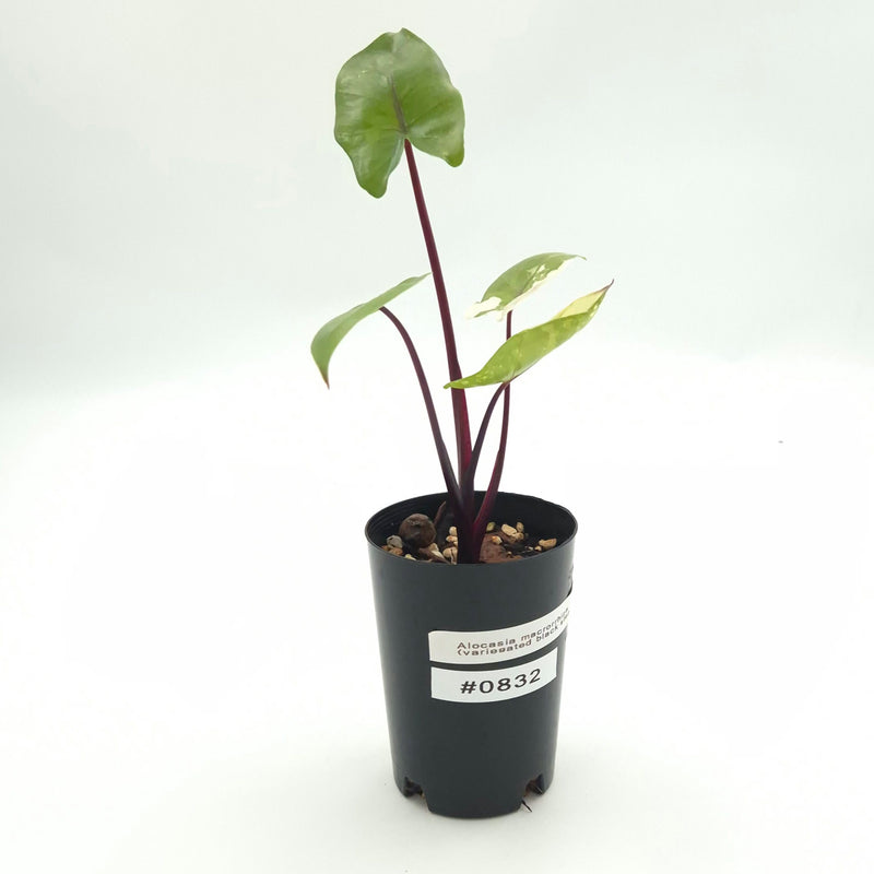 Alocasia macrorrhiza (black stem variegated) #0832