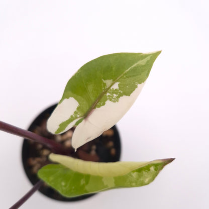 Alocasia macrorrhiza (black stem variegated) #0832