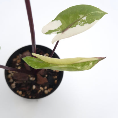 Alocasia macrorrhiza (black stem variegated) #0832