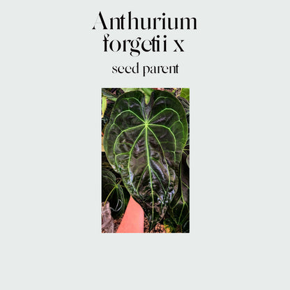 Anthurium (forgetii x) X #0761