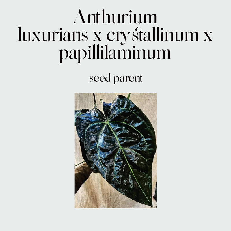 Anthurium (luxurians x crystallinum x papillilaminum) X #1101