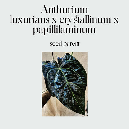 Anthurium (luxurians x crystallinum x papillilaminum) X #1221