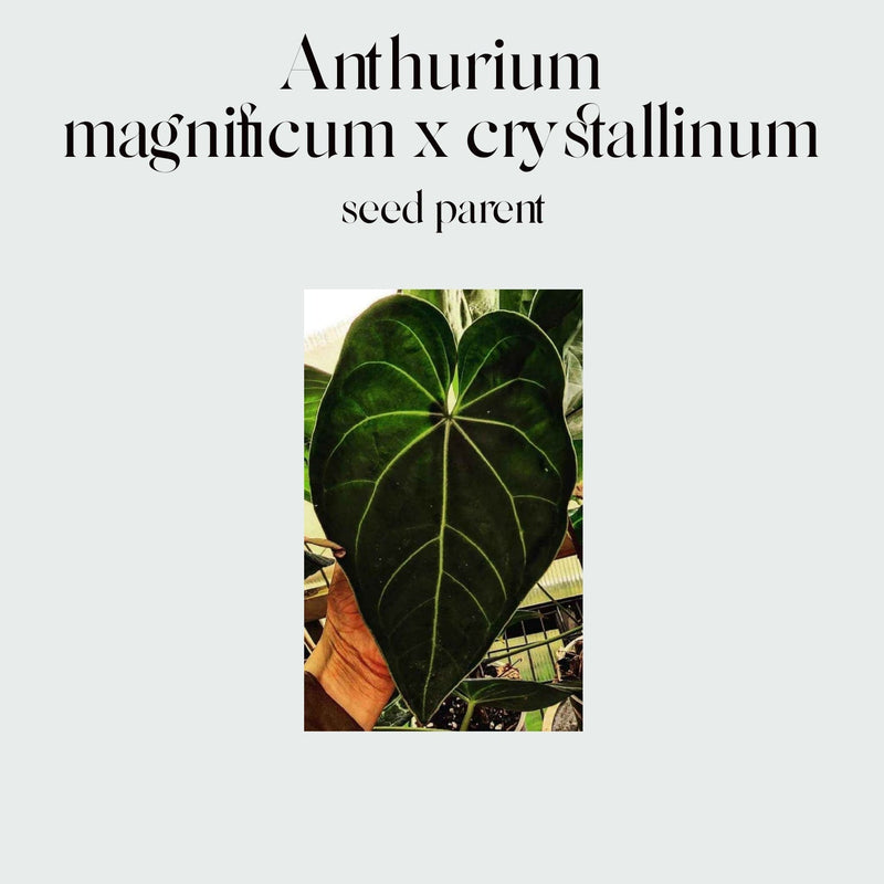 Anthurium (magnificum x crystallinum) X #3017