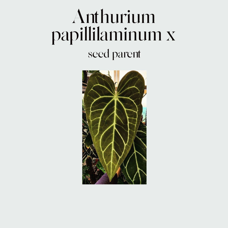 Anthurium (papillilaminum x) X #3020