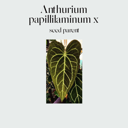 Anthurium (papillilaminum x) X #9063