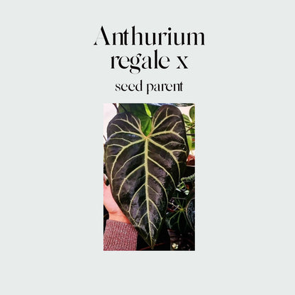 Anthurium (regale x) X #0759