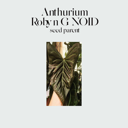 Anthurium 'Robyn G' NOID x #0758