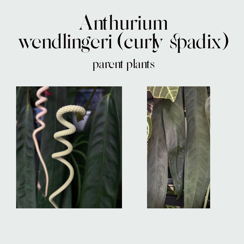 Anthurium wendlingeri (Curly Spadix) #7077